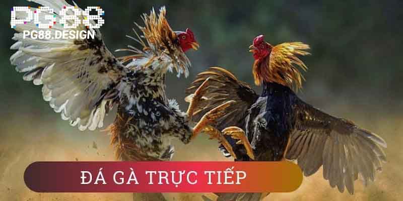 Đá gà trực tiếp