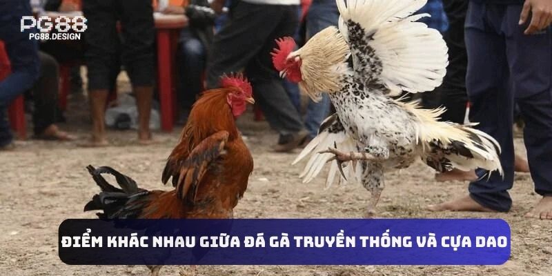 Điểm khác nhau giữa đá gà truyền thống và cựa dao 