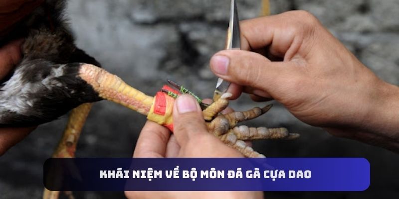 Khái niệm về bộ môn đá gà cựa dao 