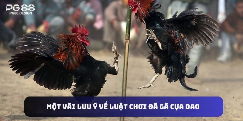 Một vài lưu ý về luật chơi đá gà cựa dao 